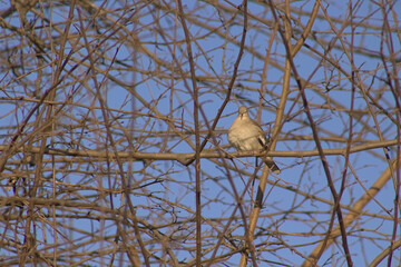 Paloma posada en una rama en un arbol en el campo
