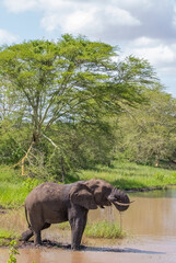 The elephants in the Sungulwane Private Game Reserve near Durban city in South Africa are very...