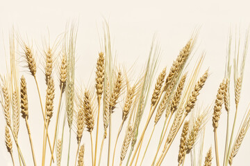 Close up ripe yellow ears of wheat, rye, barley on beige background. Top view ears of cereal crops, natural organic wheat grain crop, harvest concept, minimal design, cereals plant at sunlight