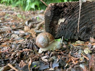 snail in shell crawling on in the forest, summer day in garden, garden snail climbing on a stump, edible snail or escargot, slow, Achatina, Gastropoda