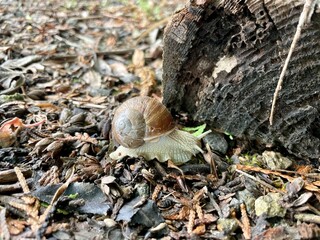snail in the forest