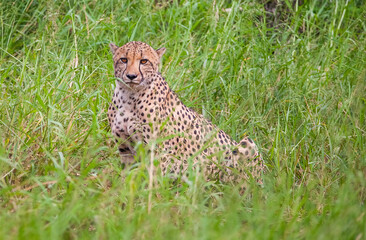 Cheetahs (Acinonyx jubatus) , one of the most favorite predators of African wildlife, are also the fastest land animals in the world.
