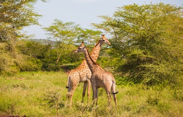 Naklejka na ściany i meble A large number of Giraffes live in Hluhluwe iMfolozi Park in South Africa. They are under protection there.