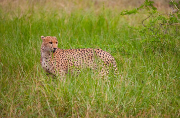 Cheetahs (Acinonyx jubatus) , one of the most favorite predators of African wildlife, are also the fastest land animals in the world.
