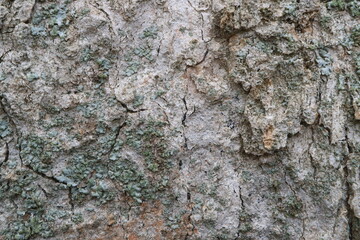 Oak bark macro, tree trunk close-up, texture