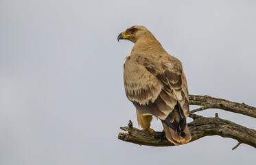 The tawny eagle (Aquila rapax) is a large, long-lived bird of prey. Like all eagles, it belongs to the family Accipitridae.