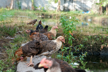 A group of chickens on the farm, organic chicken farm concept