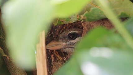 White-cheeked barbet peeping from its nest