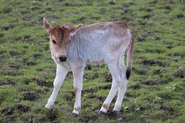 Naklejka na ściany i meble white calf in grass field