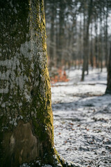 Fototapeta premium Macro shot of tree roots covered with green moss in the nordic woods. Winter forest covered with snow during a sunny day in norther Europe.