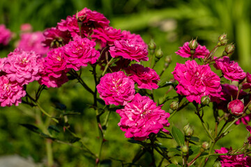 Fototapeta premium Red Roses on the Branch in the Garden
