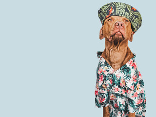 Fototapeta premium Lovable, pretty brown puppy, stylish shirt and sunhat. Close-up, indoors. Day light. Studio shot. Pets care. Concept of beauty and fashion
