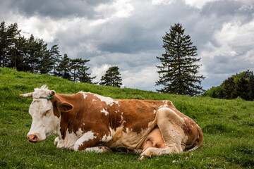 Fototapeta na wymiar Cow sleeping on grass in summer