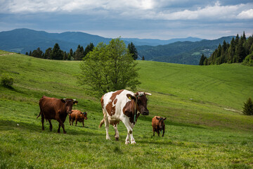 Fototapeta na wymiar Cows herd walk on green pasture in Pieniny National Park and Mountains, Poland