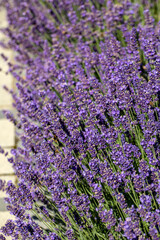 Fototapeta premium the blooming lavender flowers in Provence, near Sault, France