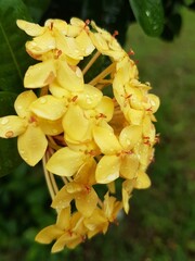 Fototapeta premium yellow flower with water splash background, close up