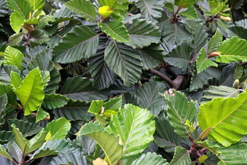 Top view of a beautiful tree with dark greenish wide leaves and light greenish lengthy fruits
