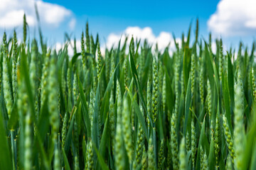 Green crp plant in fields at summer