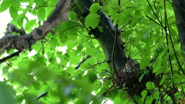 Mistle Thrush lying in a nest with chickens (Turdus viscivorus) - (4K)