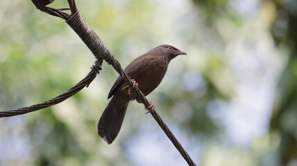 Jungle babbler perched on a wire