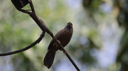 Jungle babbler perched on a wire