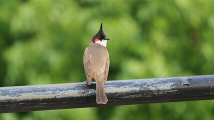 Red-whiskered bulbul perched on a fence