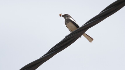 Oriental Magpie robin with an insect caught for food