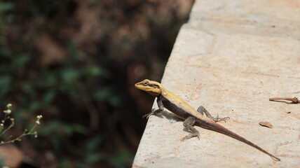 Lizard on the ground