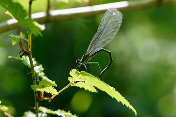 翅を休める蜻蛉