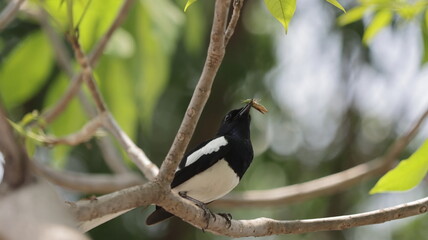 Oriental Magpie robin with an insect caught for food