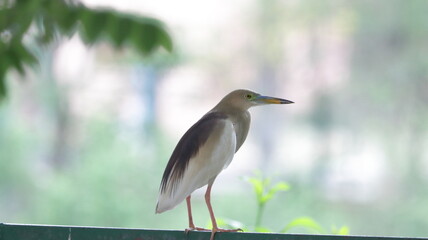 Indian Pond Heron perched on a fence