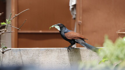 Greater coucal collecting materials to build the nest