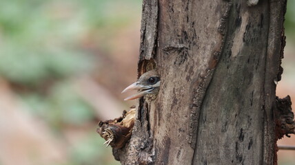 White-cheeked barbet peeping from its nest	
