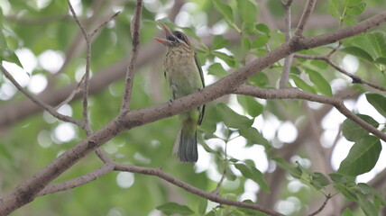 White-cheeked barbet singing perched from a tree branch