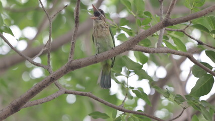 White-cheeked barbet singing perched from a tree branch