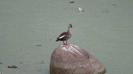 Indian spot-billed duck standing on a rock in the lake