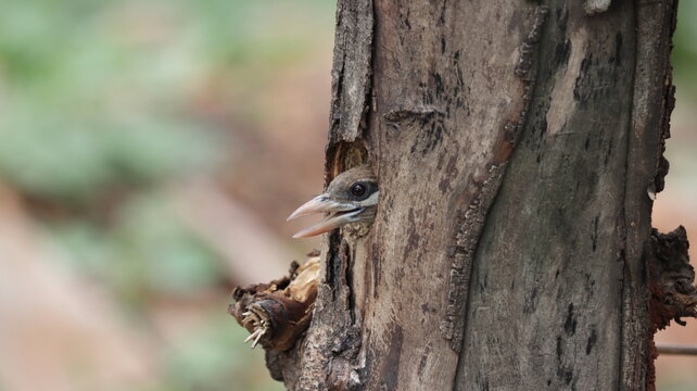 White-cheeked barbet peeping from its nest	