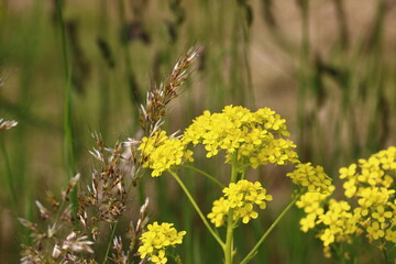 yellow flowers in the grass