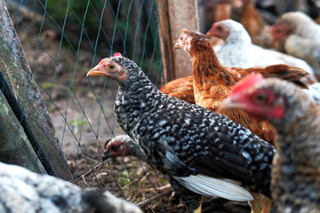 A group of chickens on the farm, organic chicken farm concept