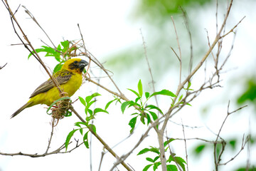 Weaver bird, Yellow Bird on branch tree.