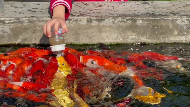 feed koi fish in the cement pond using milk bottles.