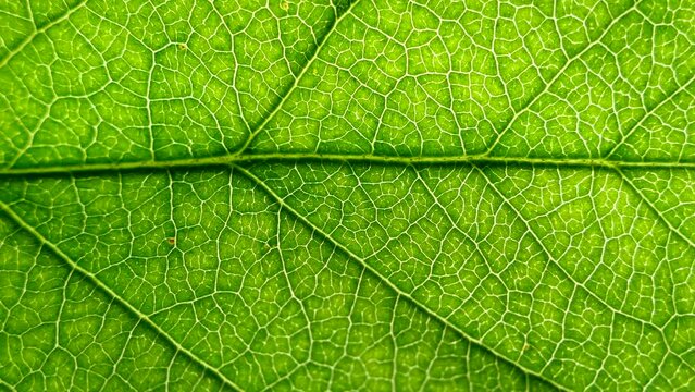Texture of green leaves. Living tissue flora. Capillaries of nature.