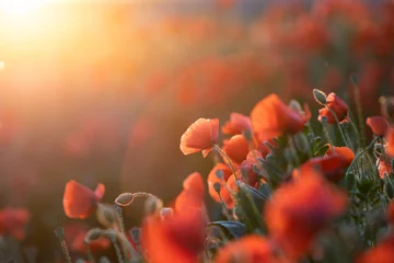 Gordijnen Beautiful field of red poppies in the sunset light. © erika8213