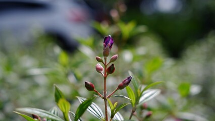 Pleroma urvilleanum, synonym Tibouchina urvilleana known as glory bush, lasiandra, princess flower, pleroma, purple glory tree. is a species of flowering plant in the family Melastomataceae.