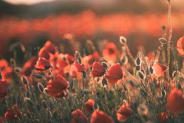 Fototapeta na wymiar Beautiful field of red poppies in the sunset light.