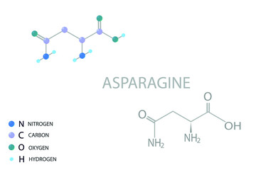 Asparagine molecular skeletal 3D chemical formula.	