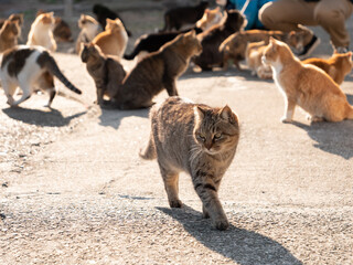 餌場に集まってきた青島の猫達
