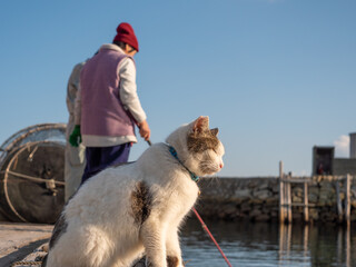 釣りをする人の隣で餌を待つ青島の猫
