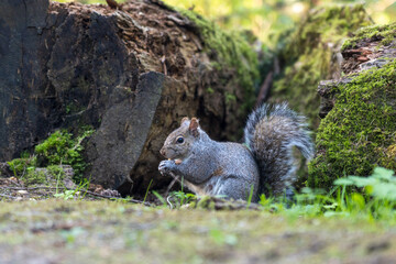 Obraz premium Portrait of a Grey Squirrel eating nut sitting beside a tree trunk in the forest.