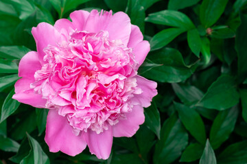 Delicate pink peony flowers on the bush. The beauty of nature in summer